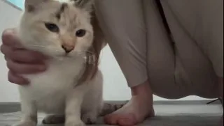撸一下 #猫猫头 散散味 什么户型 ？ #瞄人缝
